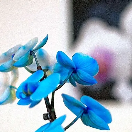 Art 3*